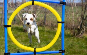 goals are something to consider like agility training before you get your dog