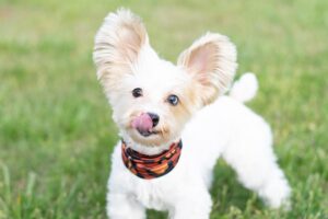 things to consider before you get your dog or even a puppy