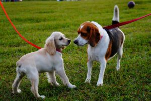 two cute dogs meet after their dog parents learned about Dog park etiquette