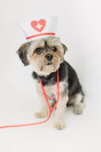 How to find a good vet for your dog