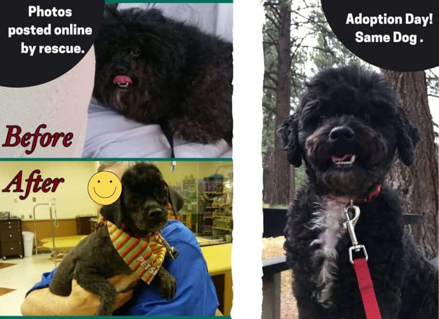 How to search for your new dog online