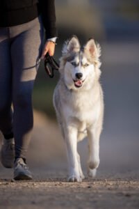 a cute husky is happy to go to the park after his dog mom learned about dog park etiquette
