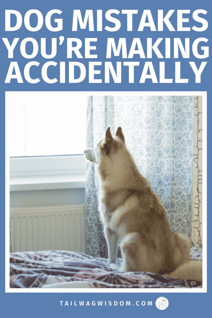 Dog mistakes, dog care tips, pet care tips, new dog owner mistakes, dog behavior tips
These common mistakes can lead to BIG behavior problems. Fix them before it’s too late! For more great dog care tips, visit tailwagwisdom.com