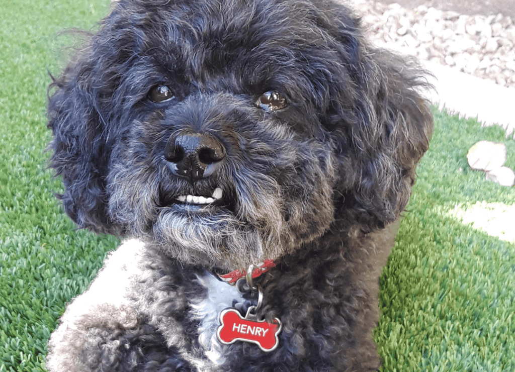 Henry loves socializing and I know to avoid it as a dog mistake
