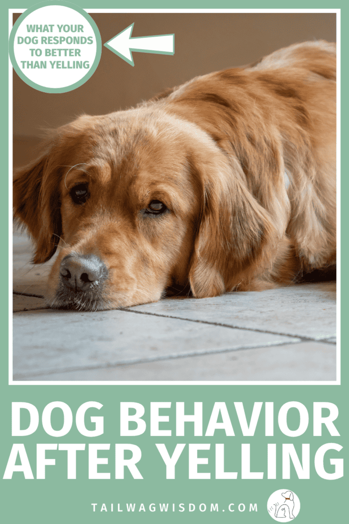 Feel awful because you yelled at your dog? Learn what yelling can do to your dog's behavior and trust, plus practical dog training tips, dog care tips, and dog behavior advice. For more great dog advice visit tailwagwisdom.com