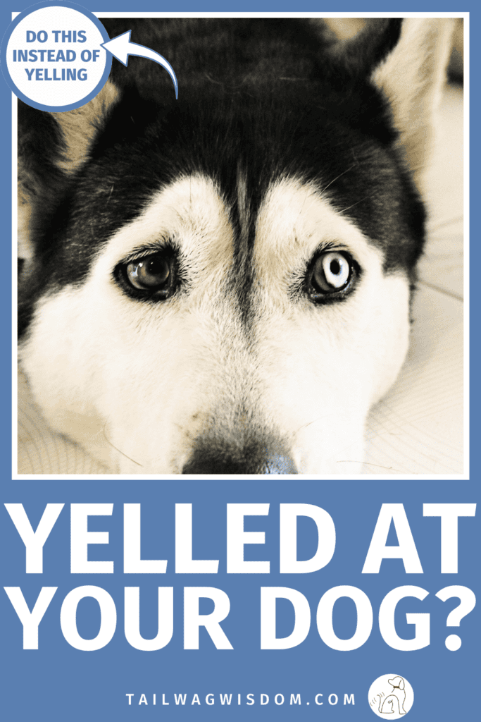 Did you lose your patience with your pup? Discover how yelled at your dog moments can affect dog behavior, and learn compassionate dog training, dog care tips, and dog hacks that can help you move forward. For more dog tips, visit tailwagwisdom.com