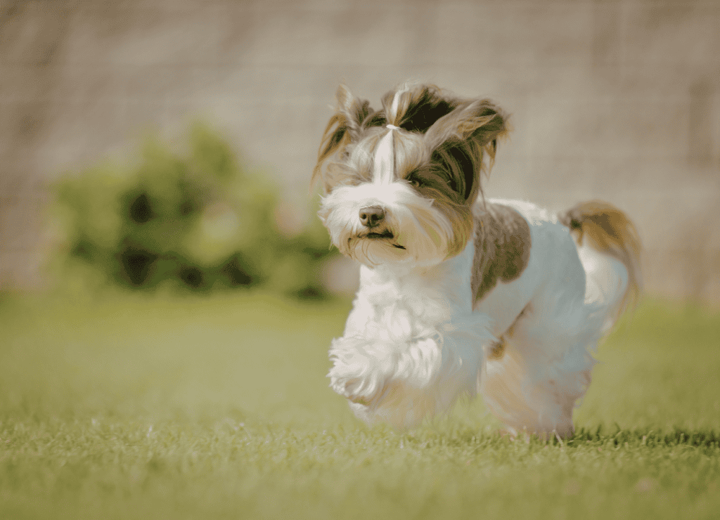 a dog mistake can simply be not asking for help