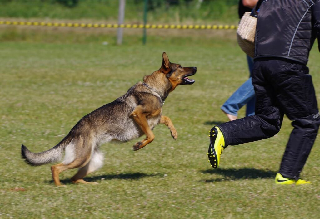 a German shepherd lunges at a by-passer and appears to be an aggressive dog