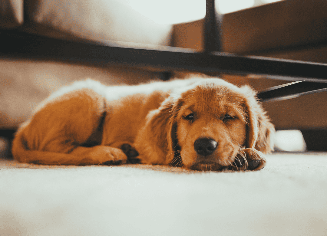 dog mistakes are often overlooked