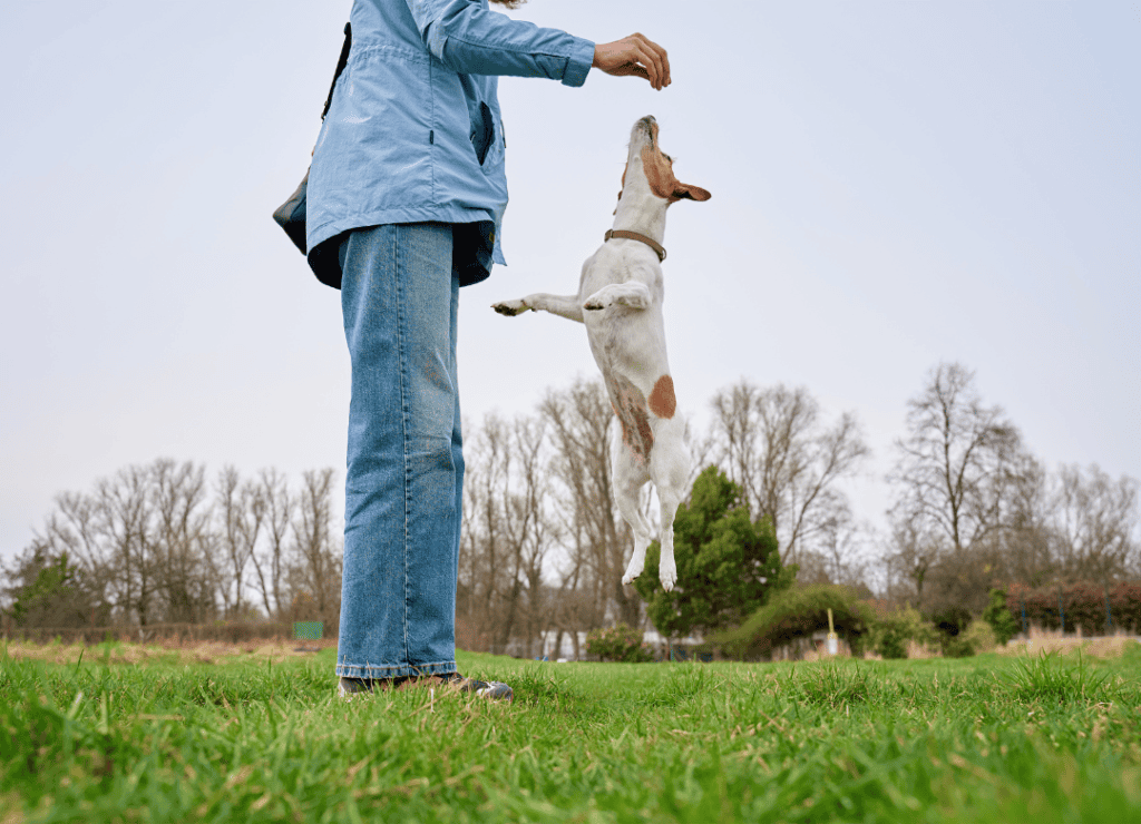 a dog mistake is avoided with training