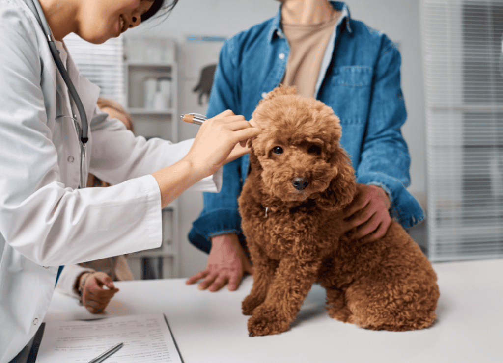 dog mistakes can start with skipping the vet