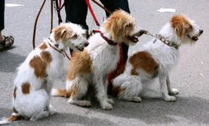 tricks to find a good dog walker the whole pack will love