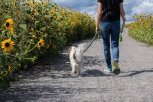 how to find good dog walker or even a great dog walker