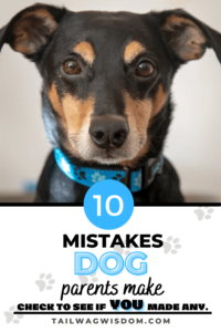 dog parent mistakes