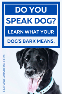 Learn what your dogs bark mean