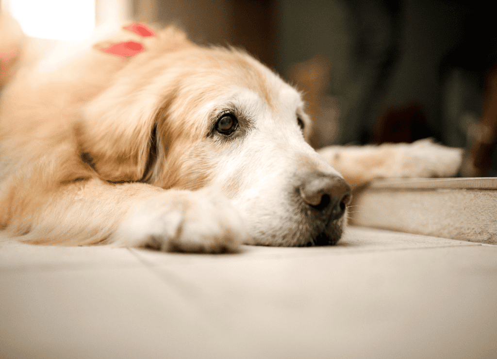 yelled at your dog and your dog melted into a heap of sadness