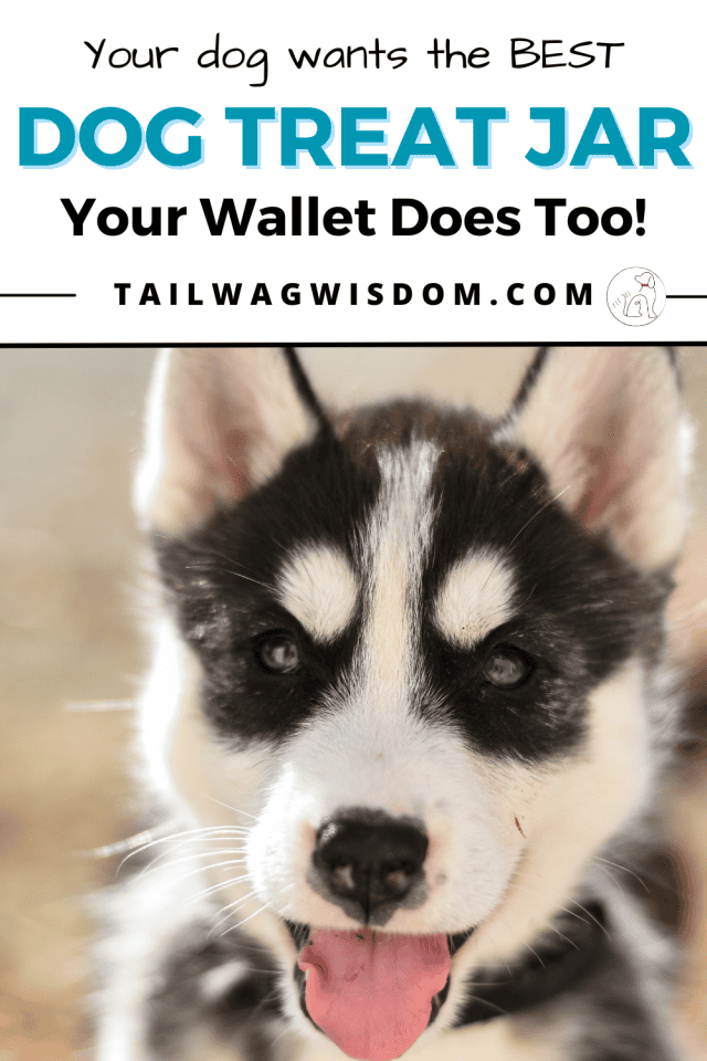 A cutie husky pup loves cookies from a great dog treat jar.