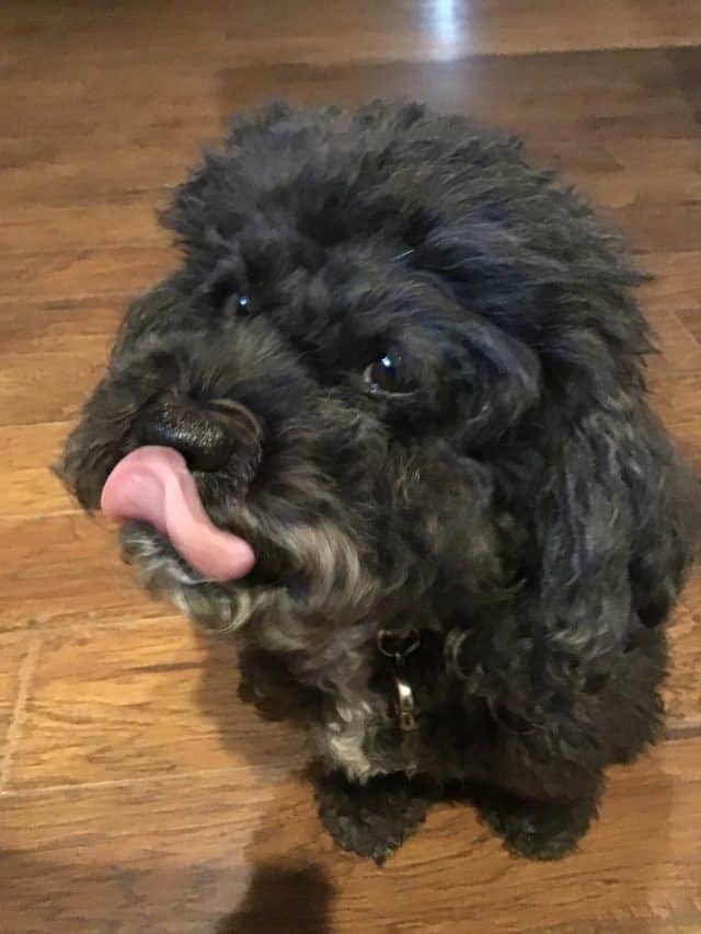 Henry thinks a cookie from a great dog treat jar is lip smacking good. 