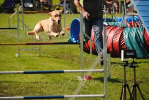 agility workout for dogs