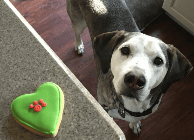 all pups love a great dog treat to keep their cookies fresh
