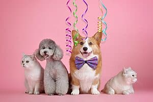 10 Ways To Celebrate Your Dogs Birthday On The Cheap 🎂🎉🐶