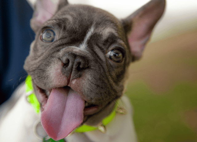 Tongues come out with the dog treat jar comes out.