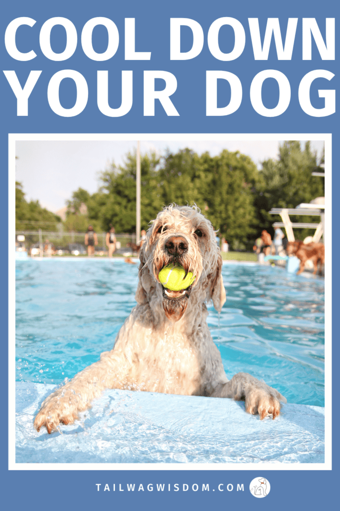 Summer heat can be tough on dogs. Learn how to cool down your dog with smart dog hacks, dog friendly activities, and safety tips every dog mom should know. For more dog care tips, visit tailwagwisdom.com