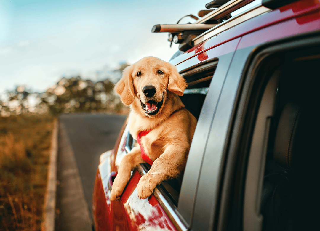 a pup goes on vacation with a dog travel checklist