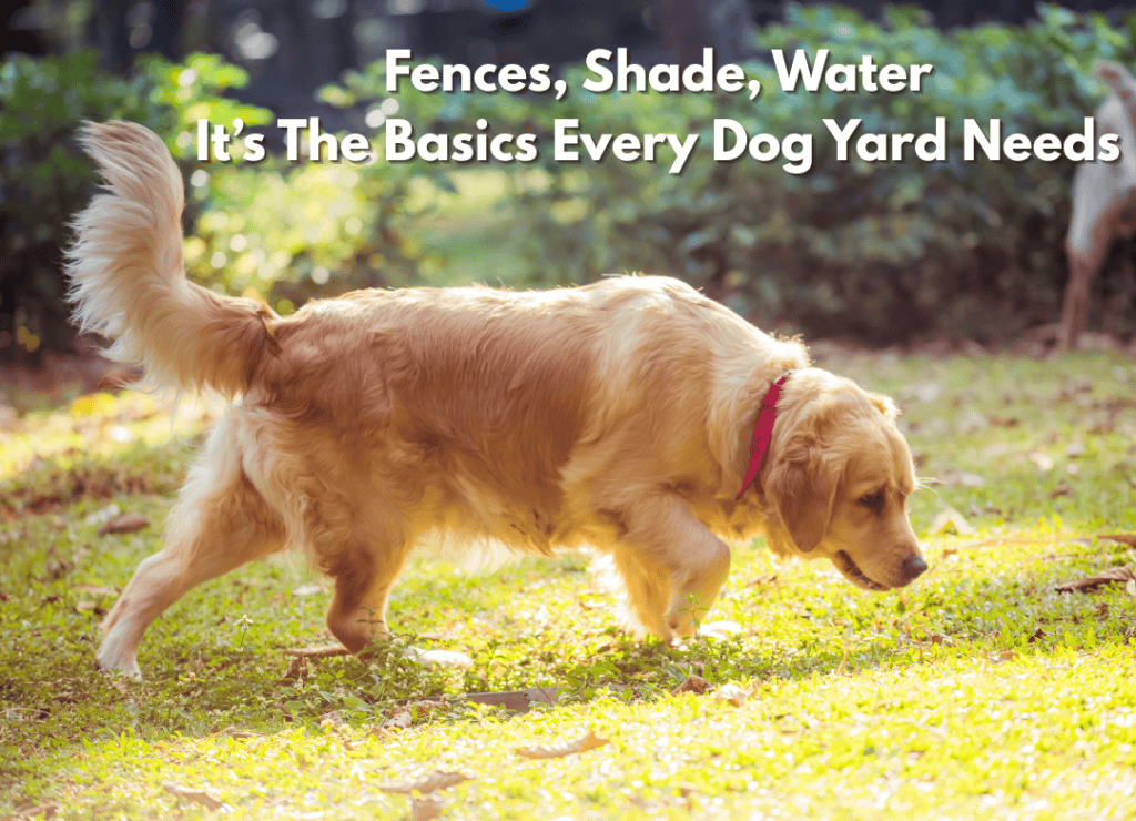a Golden Retriever explores his backyard