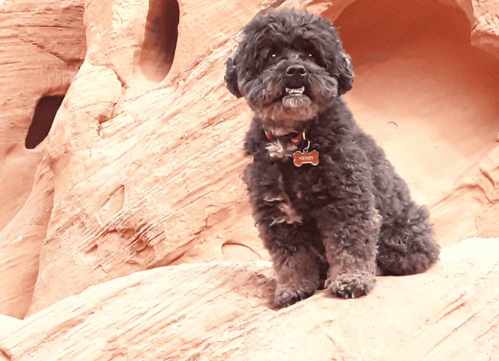 Henry exploring on vacation after I used a dog travel checklist