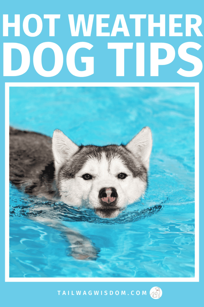 Need to cool down your dog fast? Discover simple dog care tips, practical dog health tips, and easy ways to keep your pup safe, comfortable, and active during hot summer weather. Get more dog tips at tailwagwisdom.com