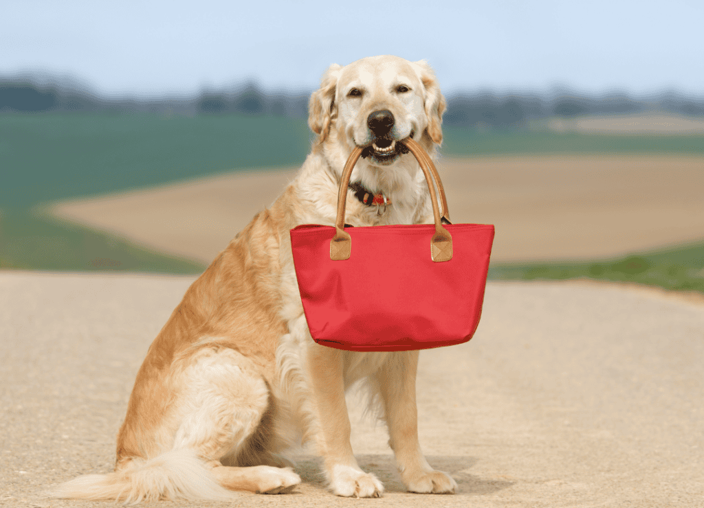 a happy dog is happy to go on vacation with a dog travel checklist