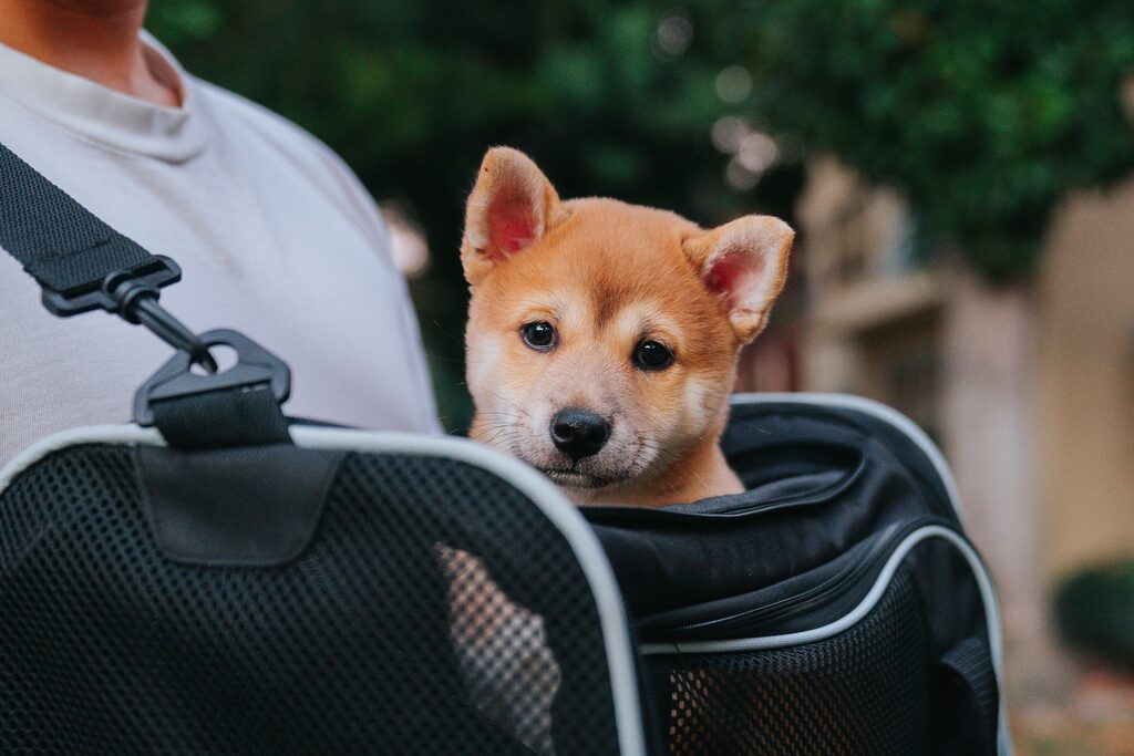 an adorable dog is ready for a vacation with a great dog travel checklist