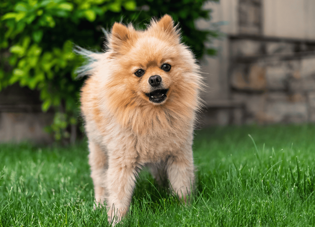 a happy dog enjoys his backyard