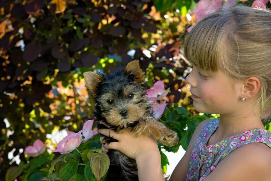 girl holds a yorki puppy in a dog friendly backyard