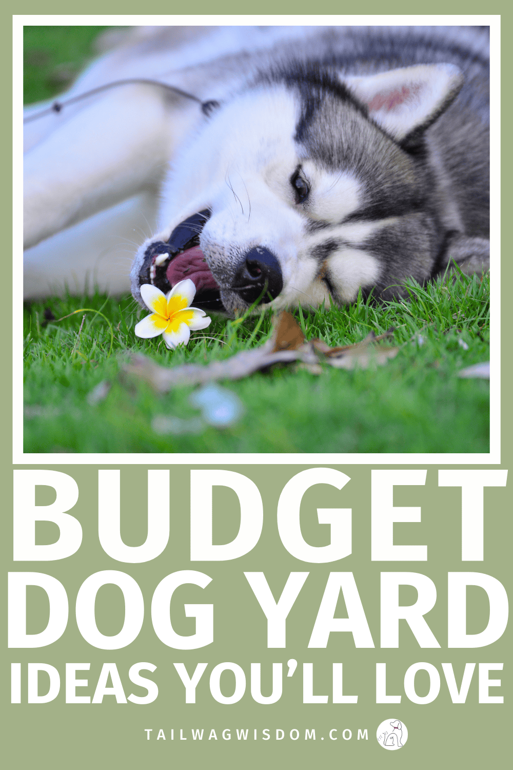 Create a dog friendly backyard on a budget with simple dog yard ideas, dog care tips, and DIY dog stuff that saves money and keeps your pup happy. For more great dog yard tips visit tailwagwisdom.com