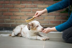 brushing of can help cure a smelly dog