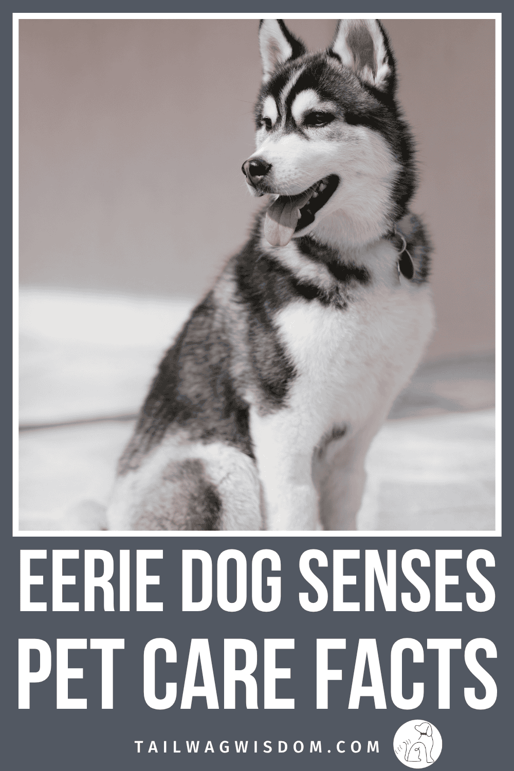 Ever wonder if your dog really senses something you cannot? Dog senses are one of the most fascinating parts of pet care and dog health. This one is a fun read, especially during the Halloween season. For more dog mom tips, visit tailwagwisdom.com