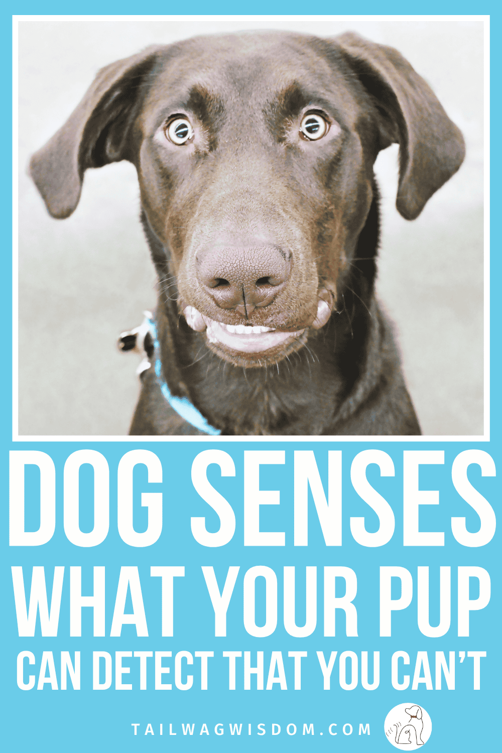 Dog senses go way beyond what most dog moms realize. From sensing storms to detecting emotions, what your pup picks up on every day is equal parts fascinating and a little eerie. Perfect reading for spooky season. For more dog care tips, visit tailwagwisdom.com