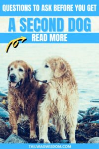 when to get a second dog