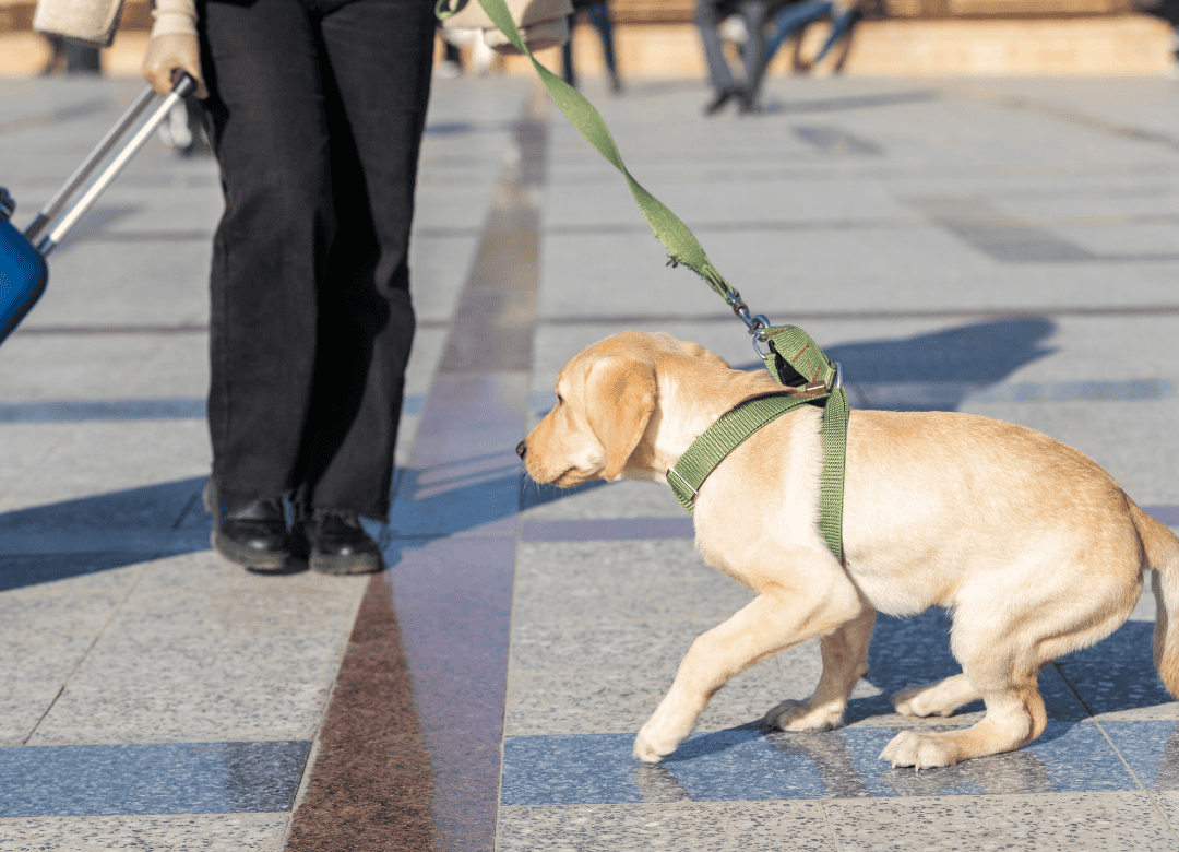 a puppy has an anxiety attack at the sound and sight of a suitcase and need be a calm a dog