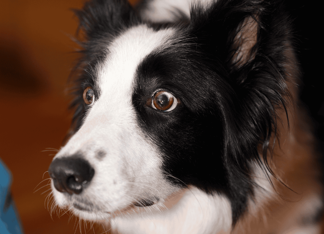 a border collie has an anxiety attack and is not a calm a dog