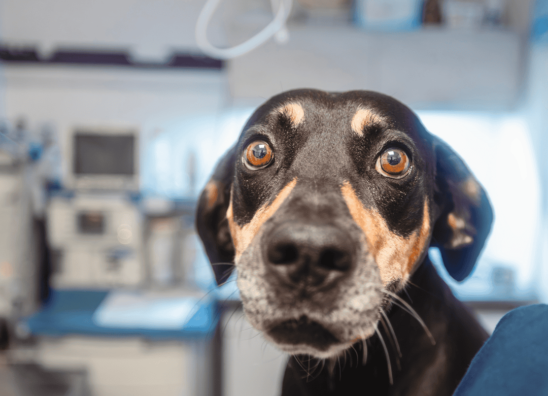 a scared dog needs to be a calm a dog at the vet
