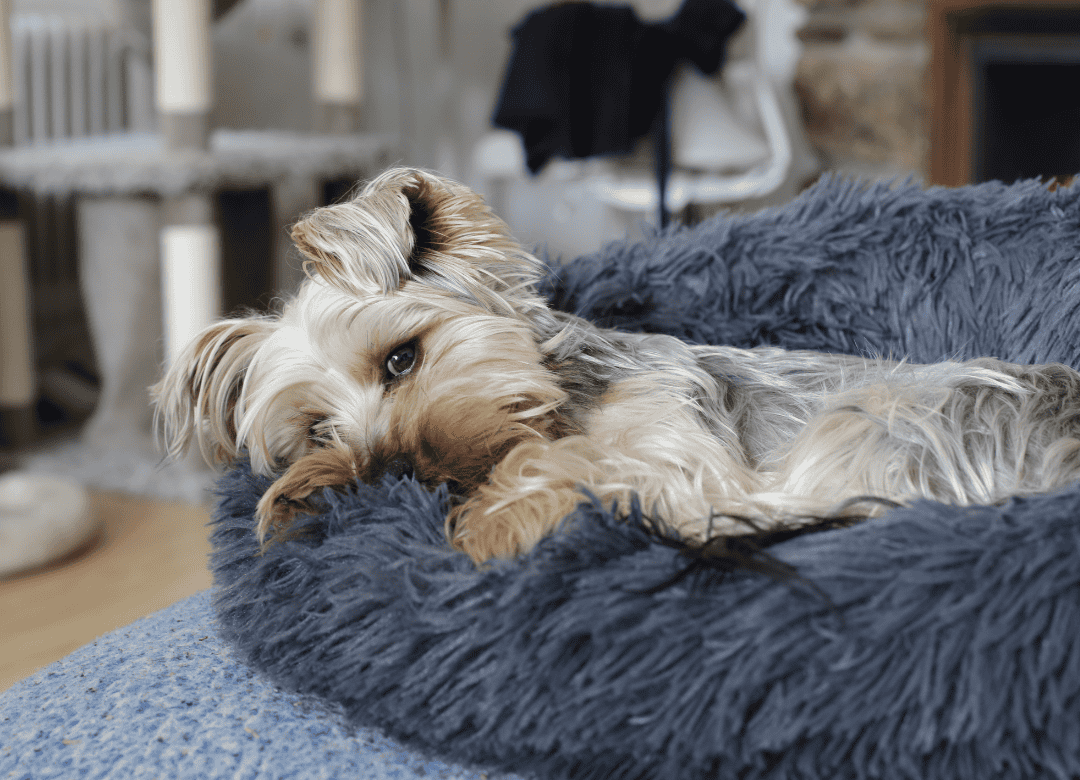 a yorkie chills in a cuddler bed as a calm a dog