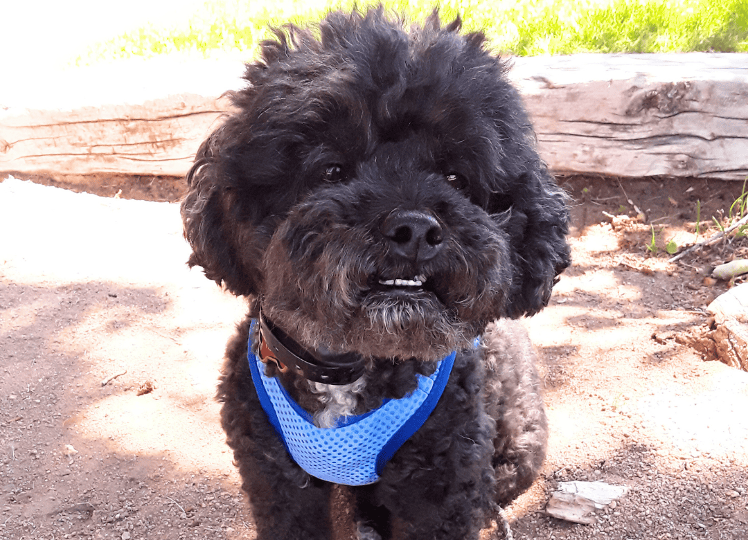 Henry loves his cooling vest as a calm a dog