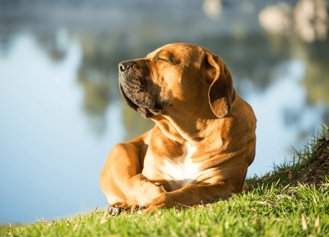 a large dog is a calm a dog