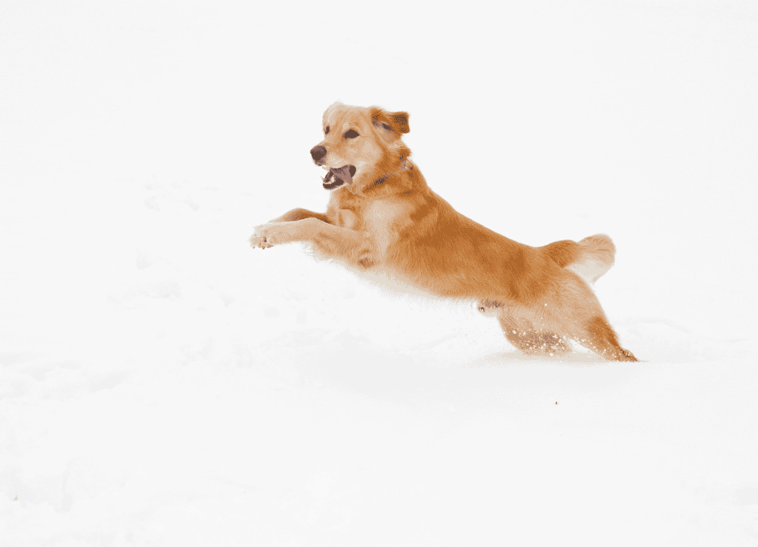 a dog plays in the snow as one of his favorite dog winter activities
