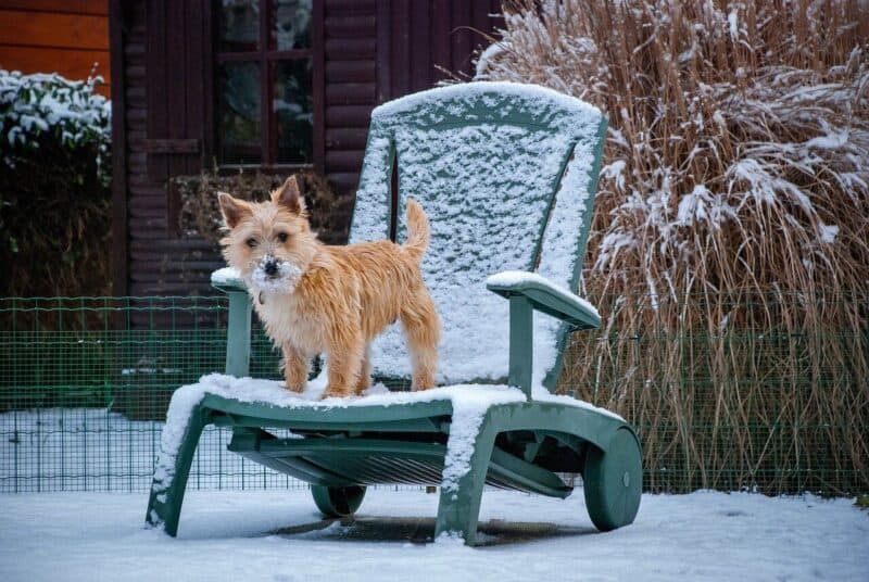 dog playing fetch in the snow as a fun outdoor winter dog activity