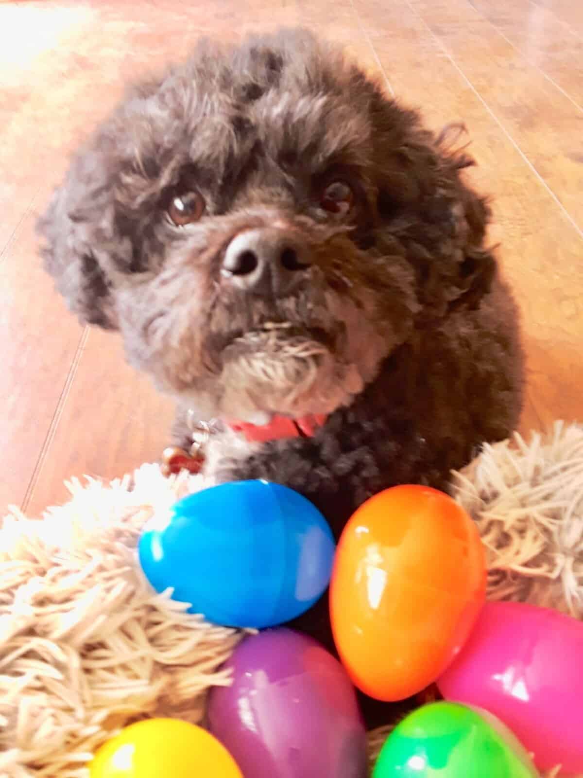 Henry love brain games for dogs including an Easter egg hunt
