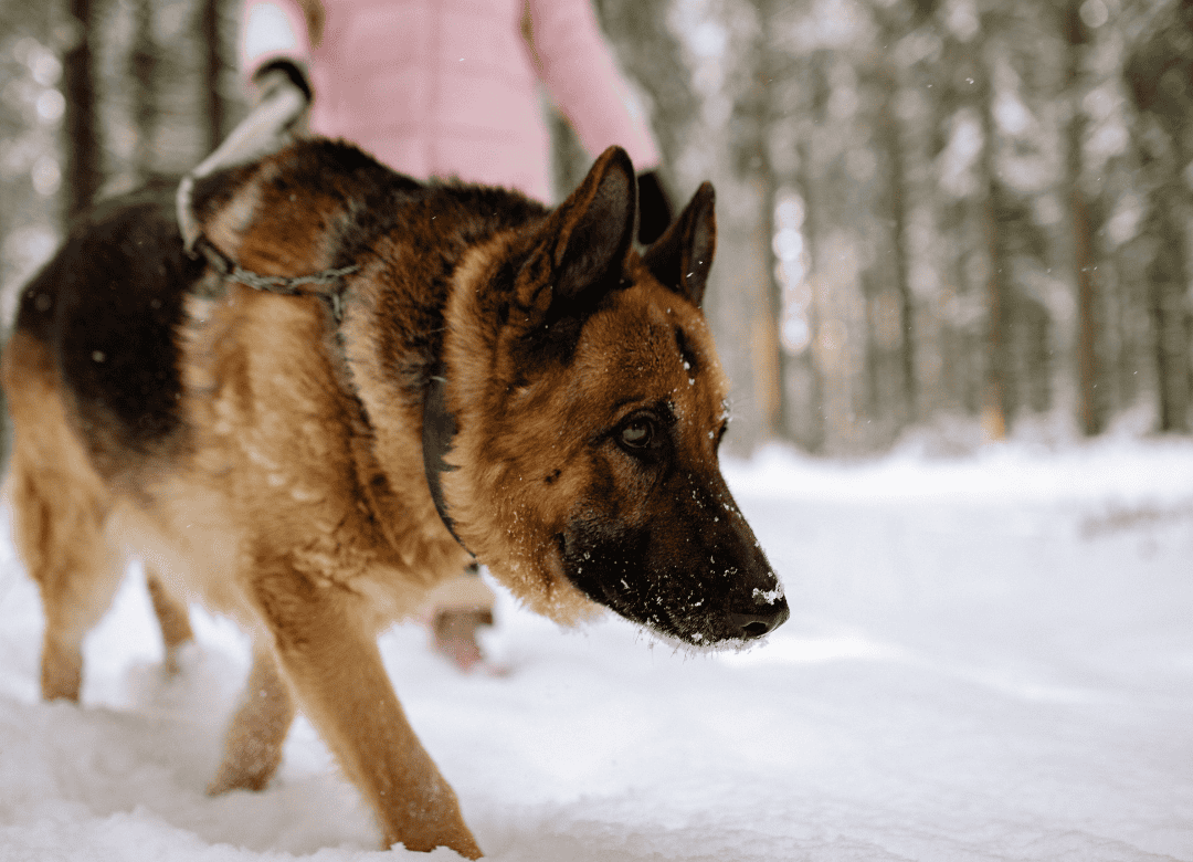 a German Shepherd dog on a winter walk isn't wearing cold weather gear